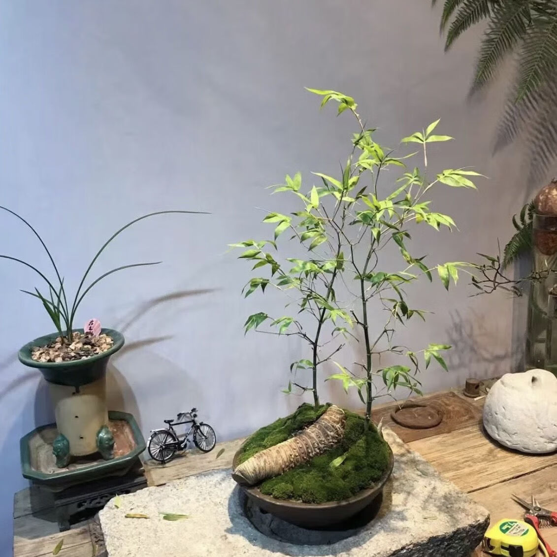 轻奢小叶簕竹四季常青易存活室内盆栽适合新手养植盆景禅意景观抖音o