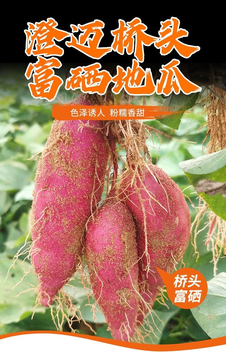【精选直发】海南澄迈沙地桥头富硒地瓜新鲜红薯桥沙板栗薯2/10斤 净