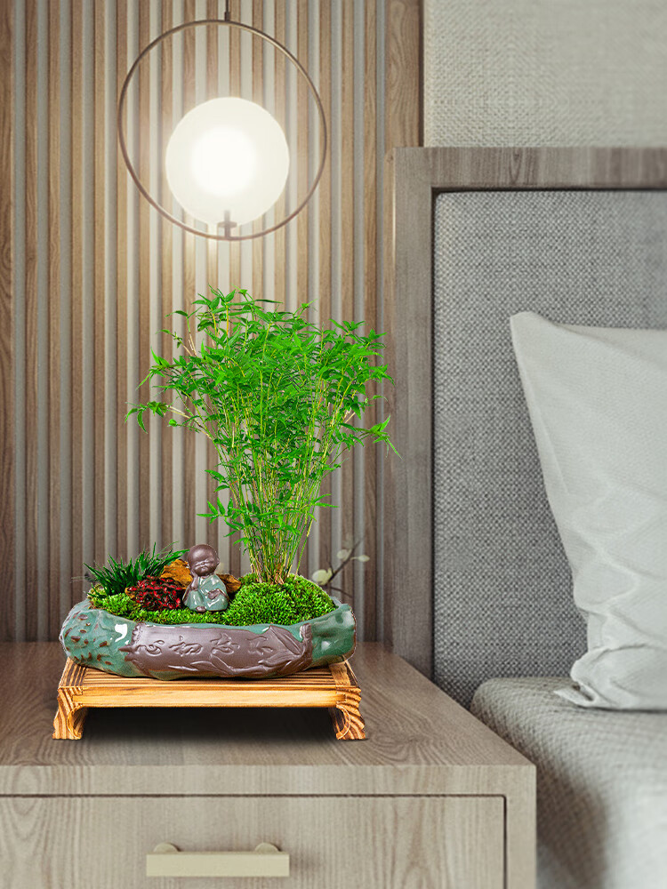 米竹盆景植物凤尾竹室内花小型观赏竹好养易活观音竹绿植竹子盆栽 百