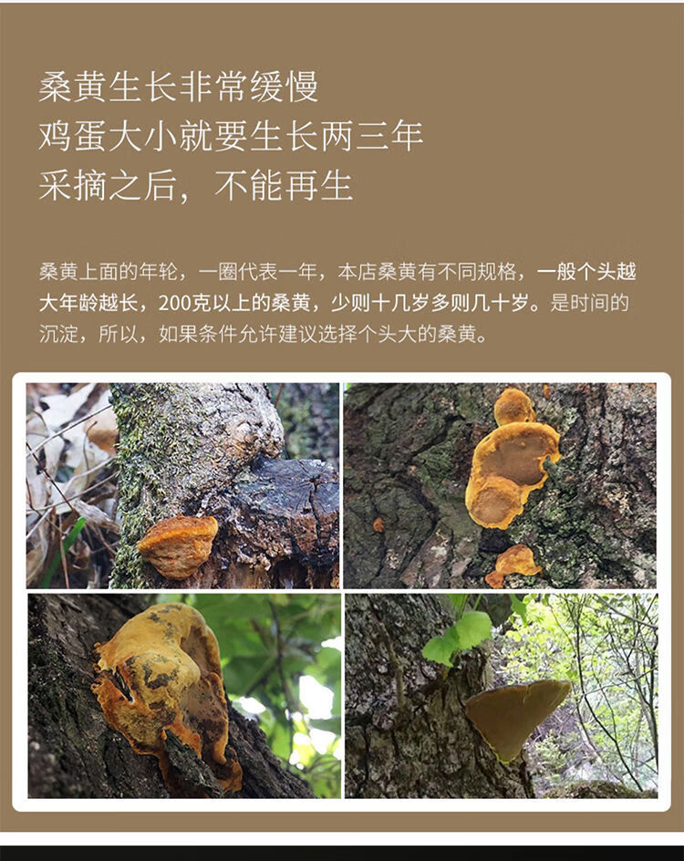 有仁堂正宗西藏桑树桑黄金边桑黄整朵桑黄菌灵芝桑臣桑黄泡水喝 桑黄