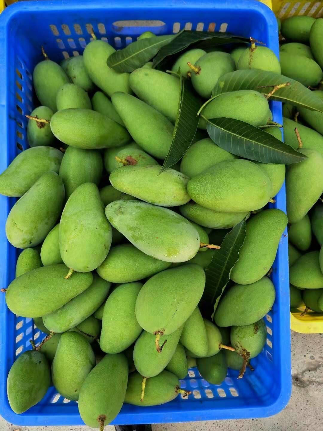 生芒果酸芒果生吃酸脆的青芒果新鲜广东孕妇酸嘢水果海南象牙芒微辣