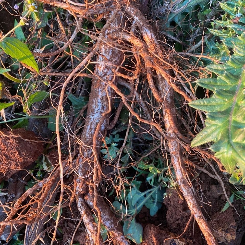 云南纯野生大蓟根马刺根刺萝卜恶自生自长现挖现发全场 现挖现发3斤装