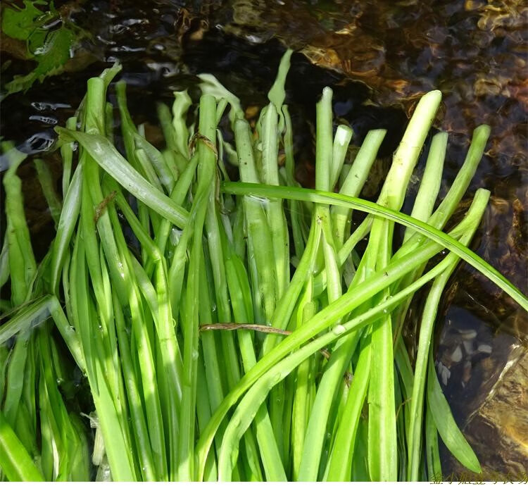 媚调石韭菜叶子贵州特产食用宽叶韭新鲜蔬菜大叶韭苤菜观音菜一份
