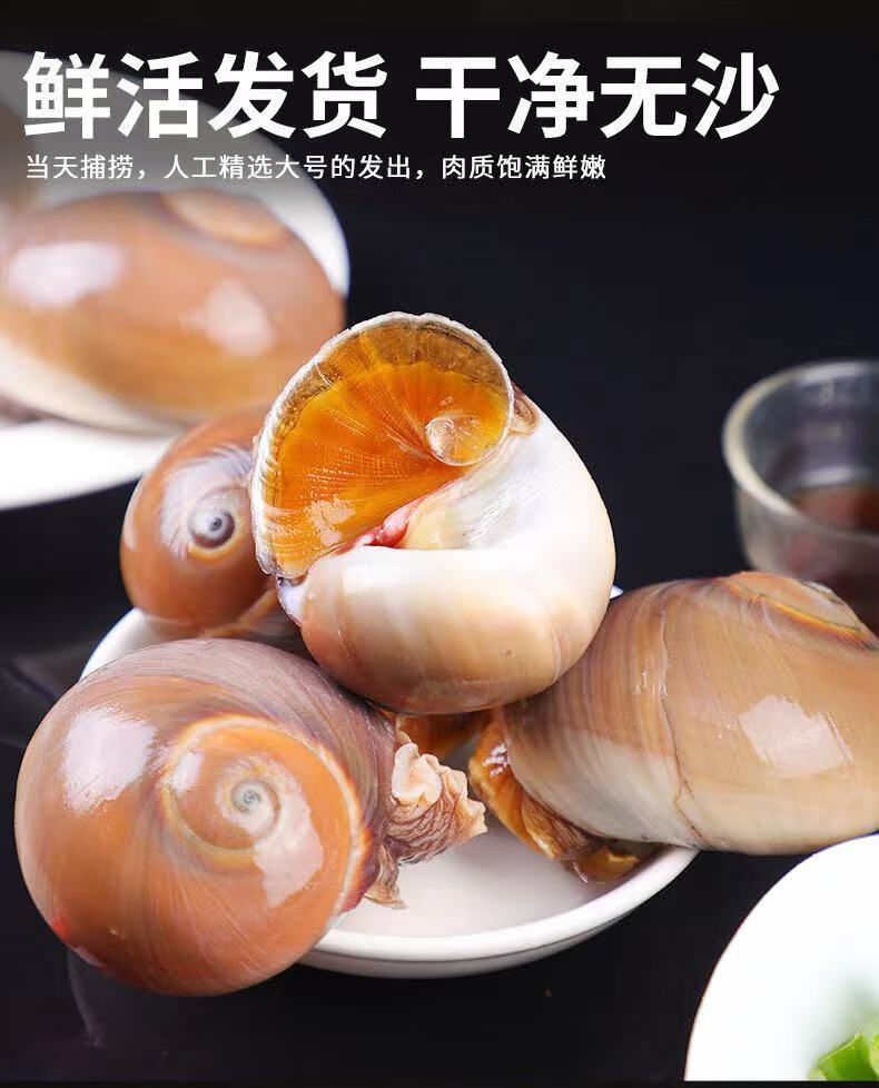 猫眼螺鲜活香螺沙螺肚脐螺海鲜水产贝类扁玉螺海螺海鲜2斤装芥末酱包