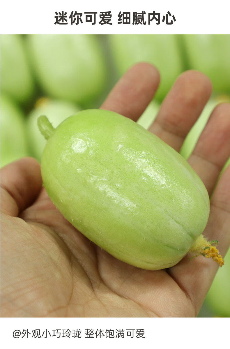 山东金童玉女黄瓜新鲜生吃蔬菜拇指黄瓜脆嫩即食小青瓜3斤