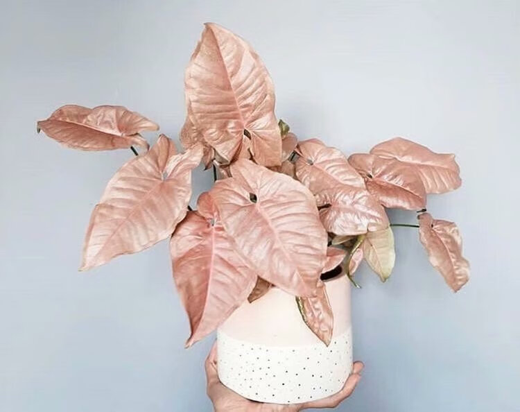 网红室内盆栽 霓虹粉合果芋 neon pink 小盆麦桑荷 大盆三株 不含盆