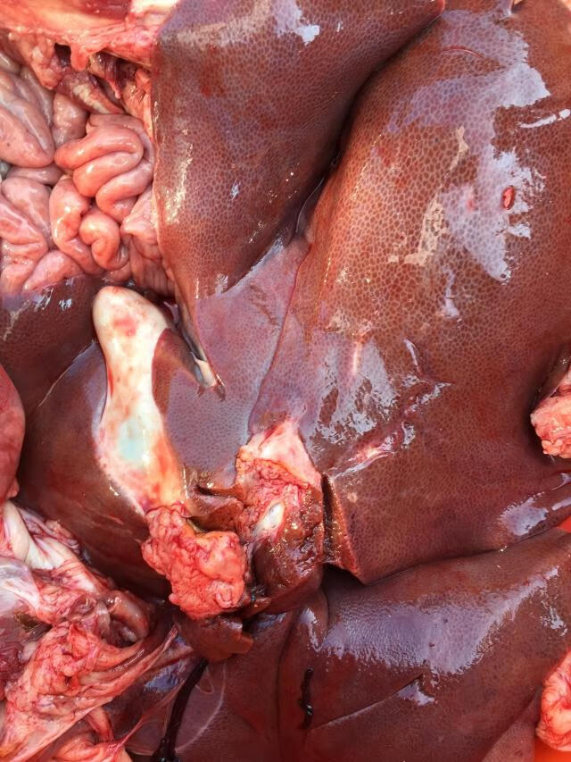 猪上水 猪内脏 猪肝 猪粉肠 猪瘦肉 八刀汤 新鲜猪杂 农家猪 紫金