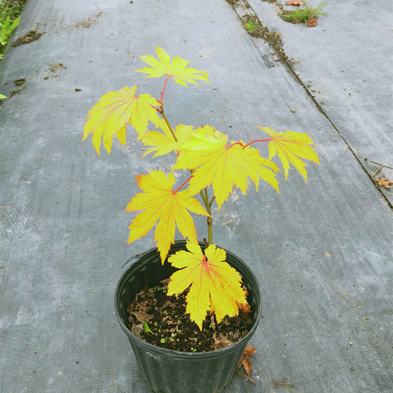板屋枫 acer japonicum 5加仑 40cm(含)-50cm(不含)品种名:黄叶团扇枫