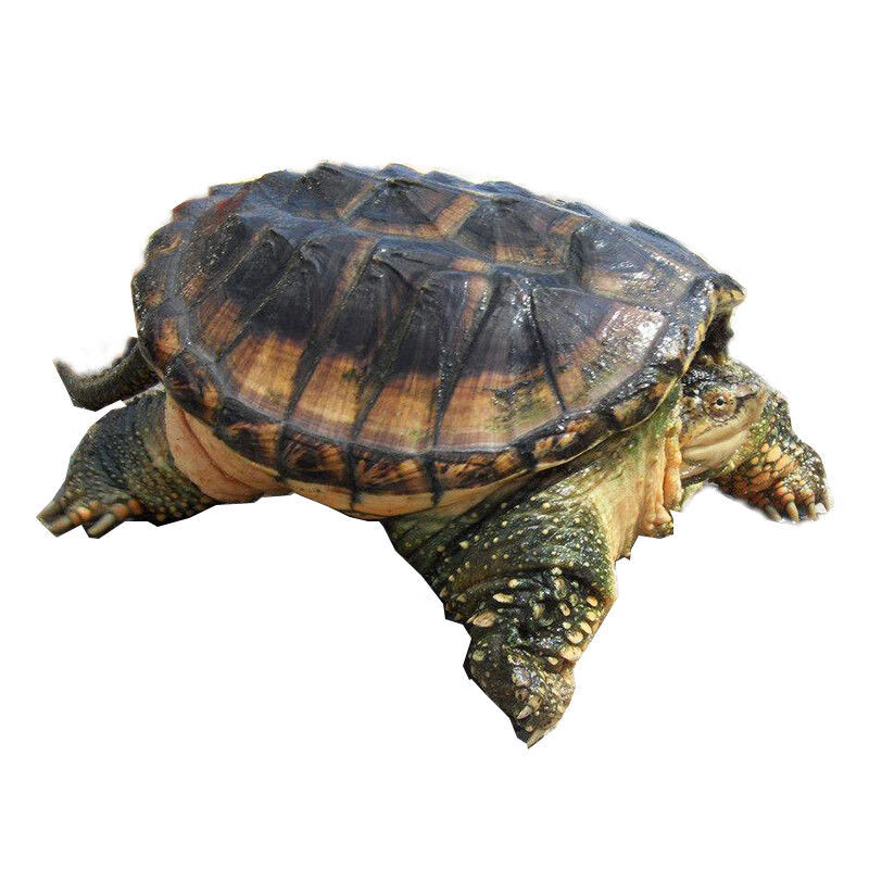 鳄鱼龟大乌龟活物超大巨型斤佛鳄龟巨型乌龟活体小鳄龟大鳄龟食用大