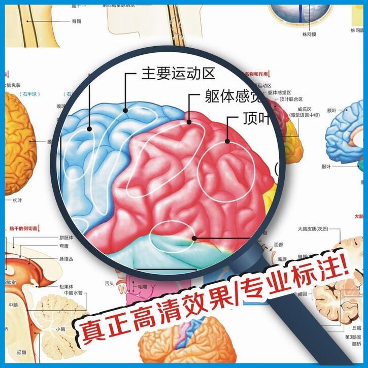 腦的構造圖腦的結構大腦結構圖大腦解剖圖腦部構造圖醫院醫學掛圖 腦