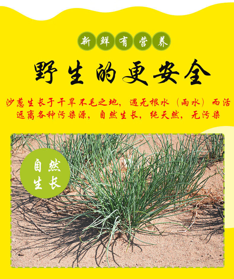 沙葱新鲜沙漠野生沙葱蔬菜野菜下饭菜野葱保鲜甘肃民勤特产5斤泡沫箱