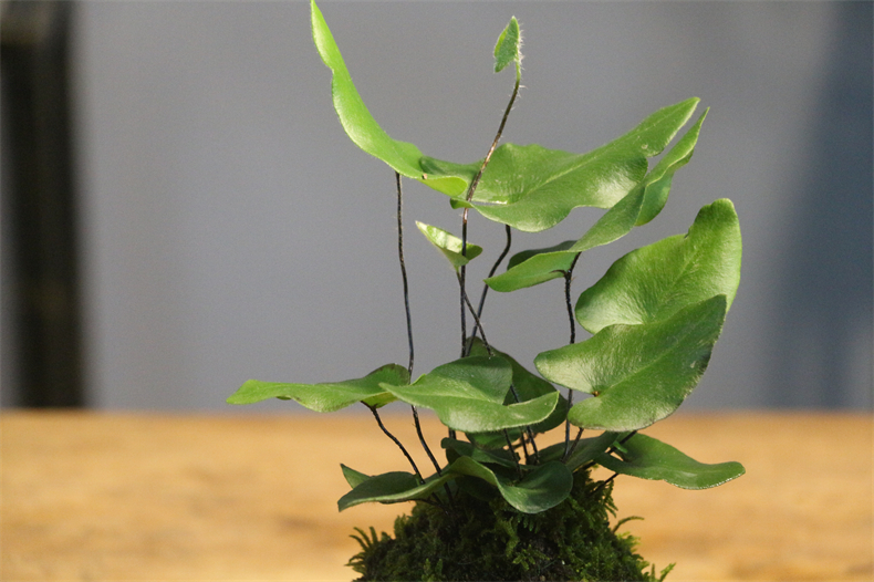 苔藓球心愿蕨绿云蕨凤尾蕨办公室桌面盆栽好养微景观盆栽蕨类植物心愿