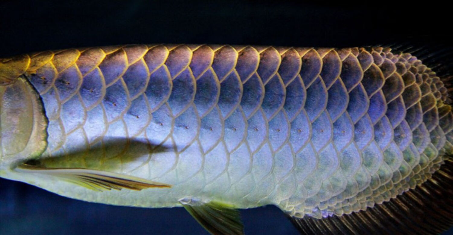 荣郁纯印尼龙鱼鱼苗超血红龙鱼活体蓝底过背24k金龙鱼活鱼高端观赏鱼 