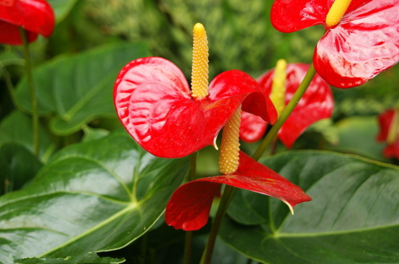 红掌植物盆栽花卉好养 不含盆 红掌25-30高原盆土发货 不含盆