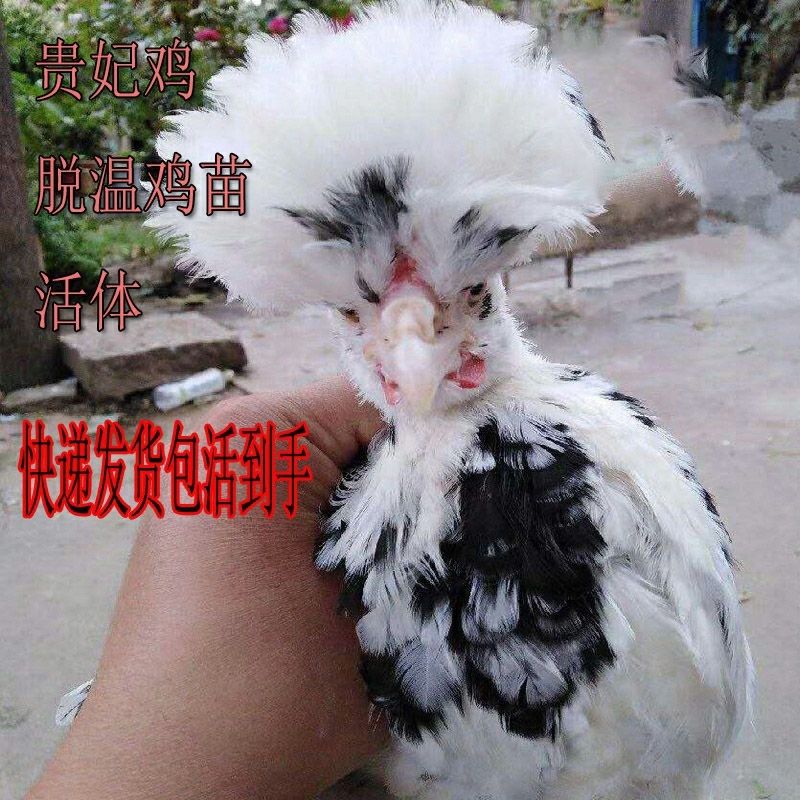 农家散养贵妃鸡纯正贵妃鸡半大鸡脱温鸡包活到家半斤左右贵妃鸡买6只2