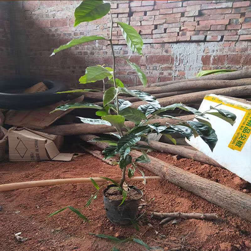 羊奶果苗特大果形 德甜二号 胡颓子苗胡秃子苗羊奶果树苗当年结果 1棵