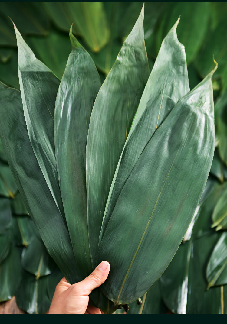 粽叶真空粽叶新鲜大号粽子叶家商用端午包粽子箬粽叶新叶华海春 大片