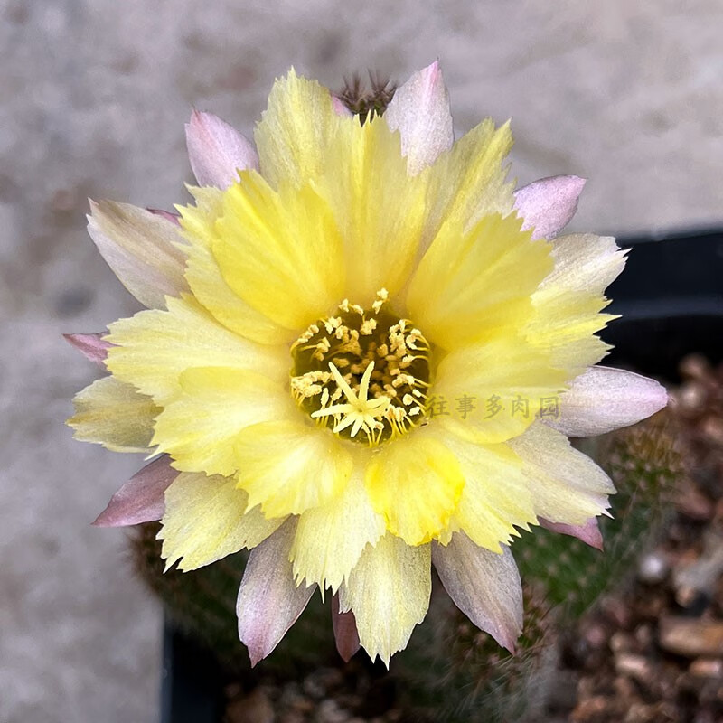 白檀属仙人球进口杂交爱开花优先发带花苞防辐射净化空气花色对版爱