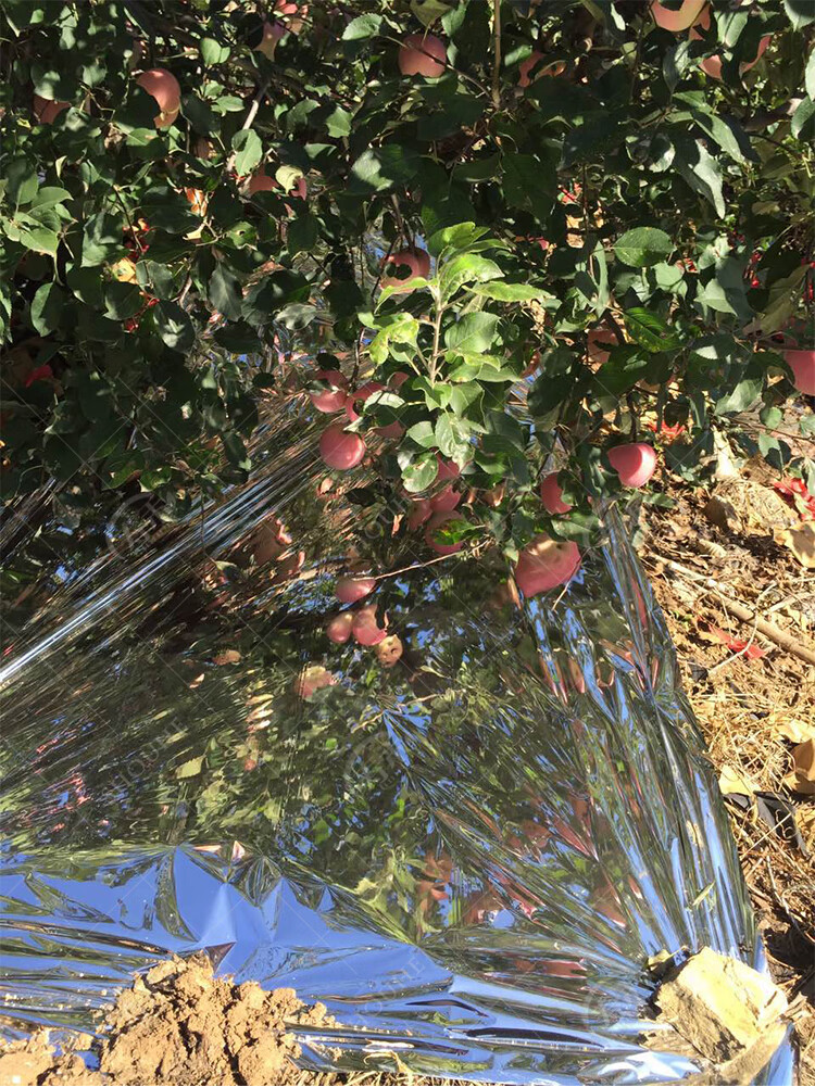 农用果树反光膜苹果地葡萄专用水果增色双面大棚温室增温果园地膜 宽1