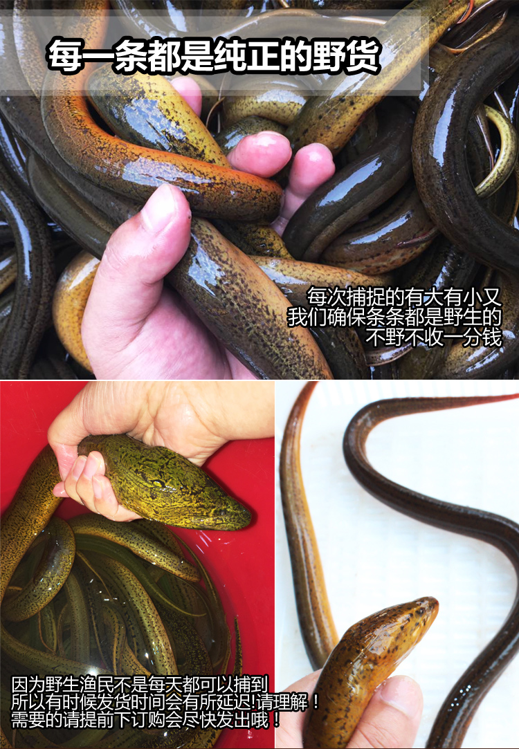 洪泽湖ye生野黄鳝/长鱼/鳝鱼 鲜活现杀野生黄鳝活体长鱼鳝鱼黄鳝鱼(净
