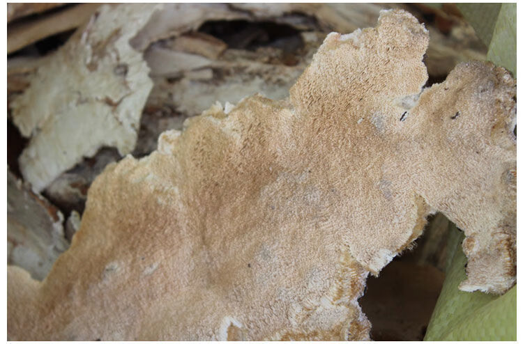 长白山野生白耙齿菌500g深山天然灵芝代客打粉切块500克