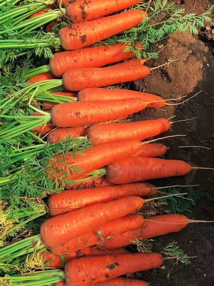 桔红胡萝卜种子高产耐寒农家菜园大田秋季专用胡萝卜种籽蔬菜种子火焰