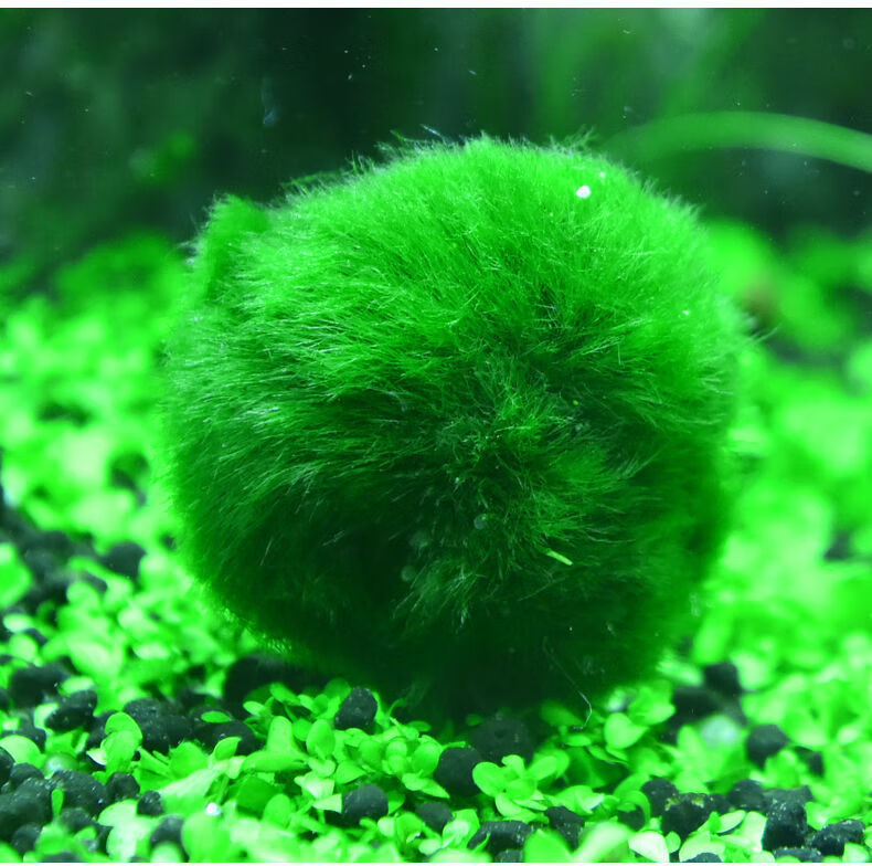 鱼缸造景鱼缸装饰水草活体海藻球生态球绿藻球生态瓶绿澡球水藻球小号