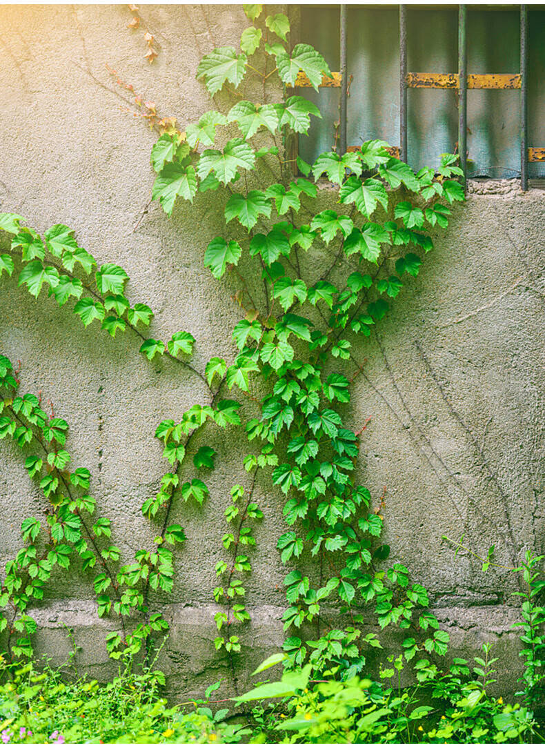 三叶爬山虎苗爬藤植物藤蔓绿植好养活四季爬墙虎开花室外阳台庭院