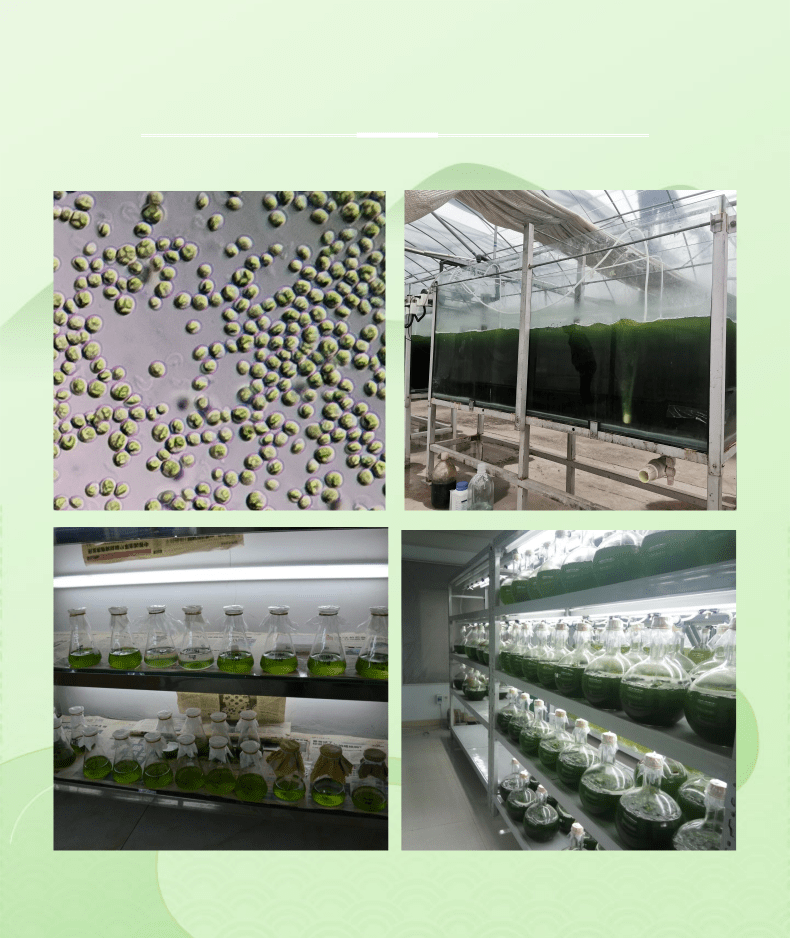 小球藻藻种水产养殖肥水培藻肥水藻海水小球藻培养基定制淡水藻原液1