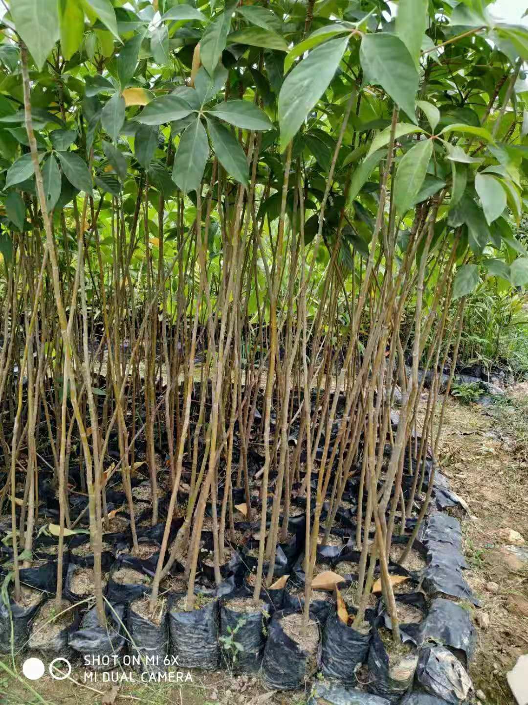 木棉花树苗木棉花苗英雄苗红木棉盆栽地栽庭院别墅道路绿化树110120cm