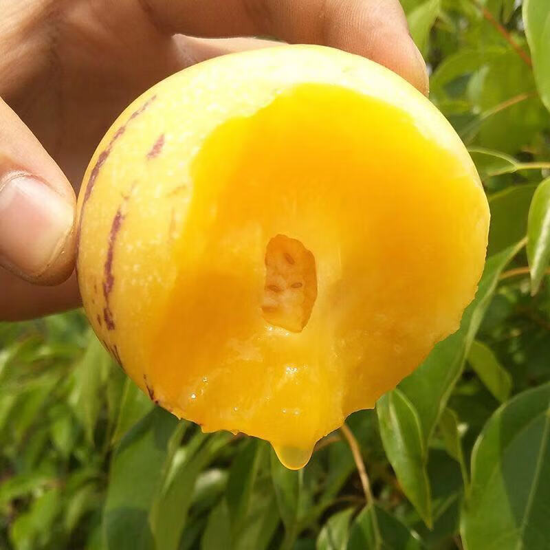 圆果好吃现摘现发云南石林人参果新鲜清甜低糖水果净重3斤树上熟中果