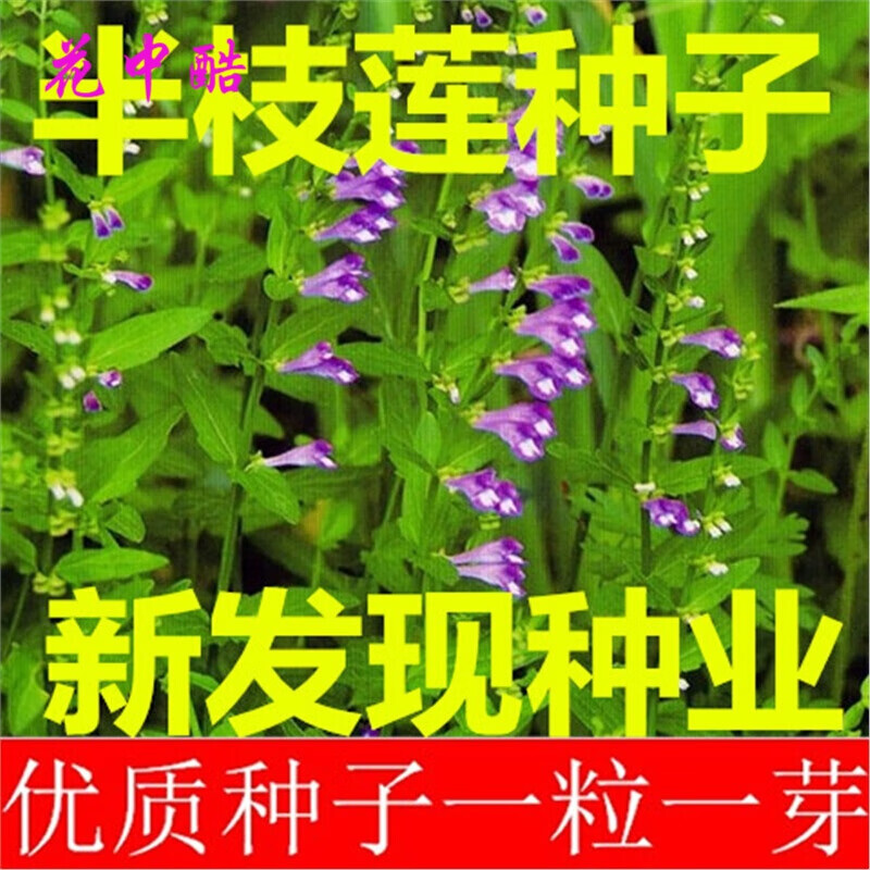 四季草花種子 綠植 美女櫻苗種子 藍花尾草種子 菊花種子 薰衣草種子