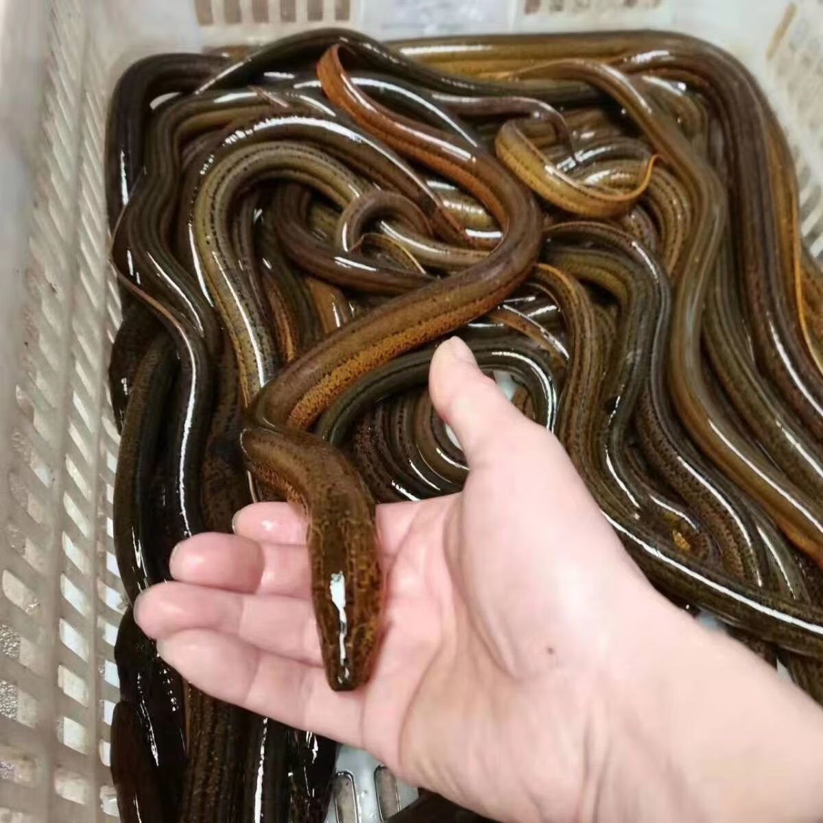 荣郁【黄鳝】活体大黄鳝长鱼盘鳝丝正宗野生稻田黄鳝