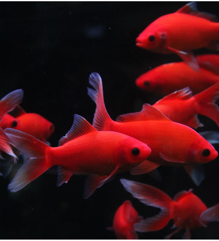 观赏鱼冷水血鹦鹉发财鱼葡萄眼黑眼草金锦鲤金鱼红草金风水鱼活体v