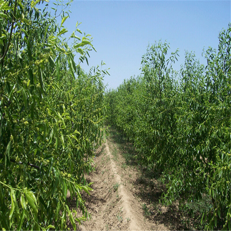 康娜 棗樹苗 盆栽棗樹 沾化冬棗樹苗 雪紅棗 嫁接果樹 苗南方北方種植