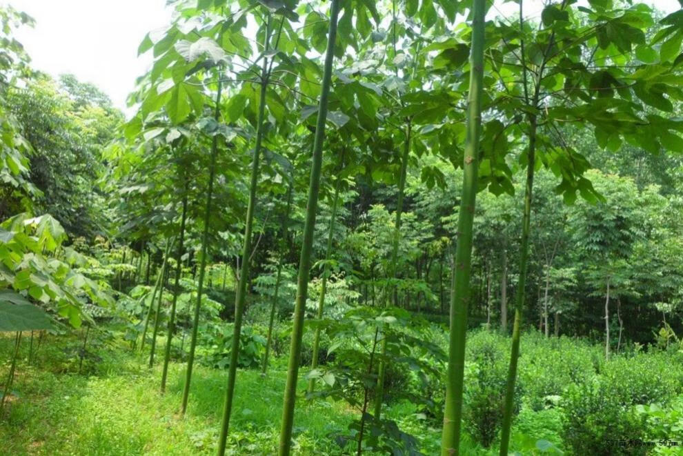 绿化苗木适合南方北方种植青桐树苗中国梧桐苗树苗青桐树6年90cm含99