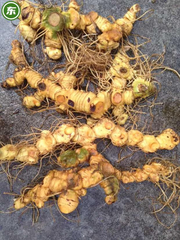 九华山野外生新鲜黄精黄精蝮蛇丸黄精苗现挖现卖8年以上生姜型2斤黄精