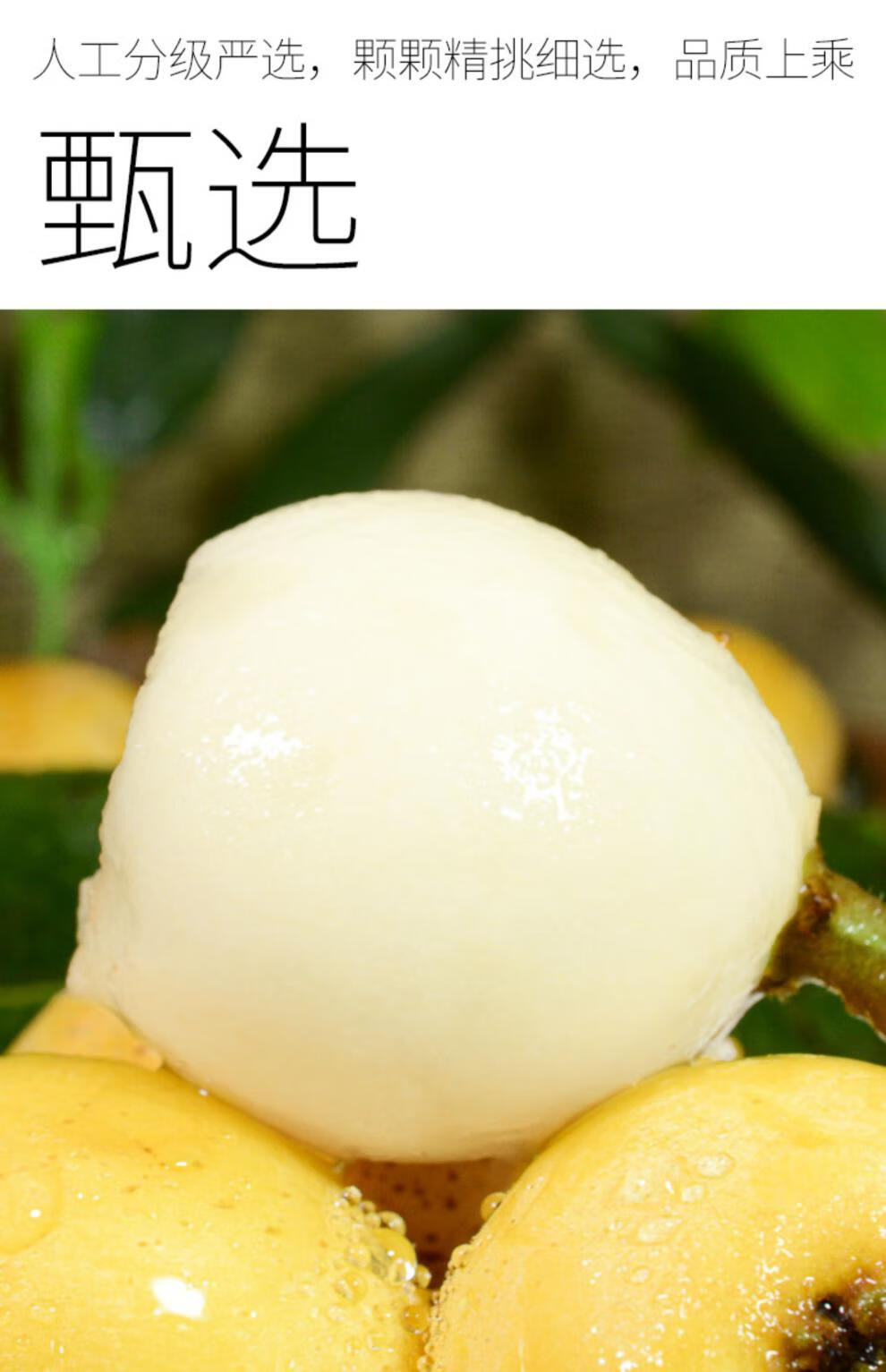 贵妃白玉枇杷高端品种5斤新鲜孕妇白沙大果水果云霄东山2500g