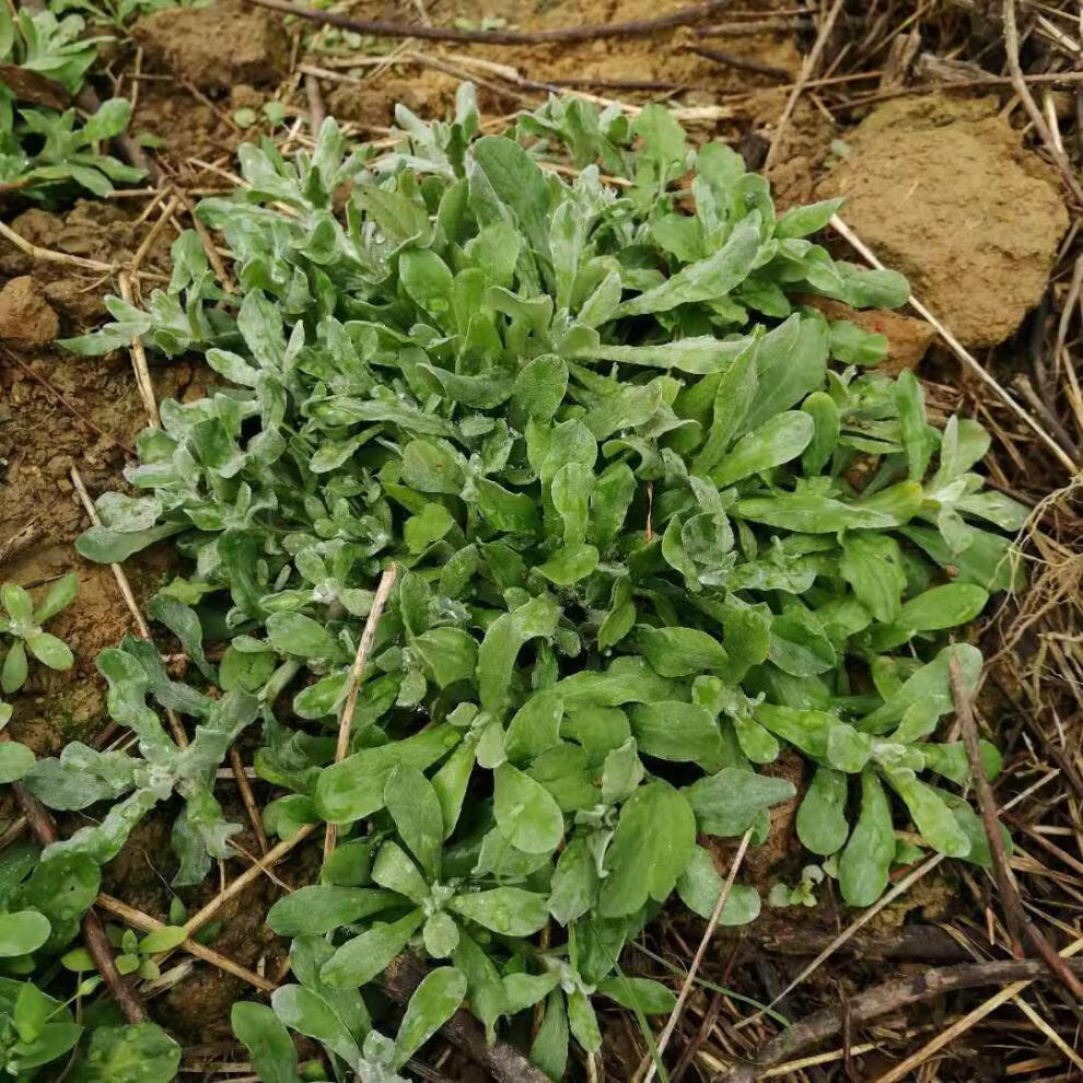 菜清明草佛耳草绒毛草鼠麴田艾草清明糯米粑原材料 鼠曲草1斤 图片