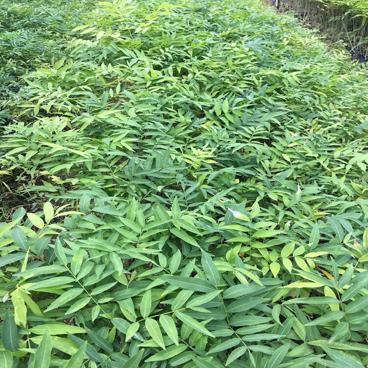 无患子树苗木患子小苗四季常绿珍贵中药名树绿化庭院