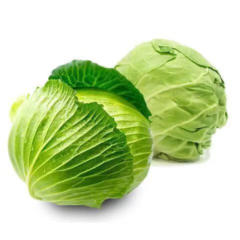 包菜新鲜蔬菜5斤农家自种包菜 卷心菜 洋白菜 包心菜 圆白菜 农家新鲜