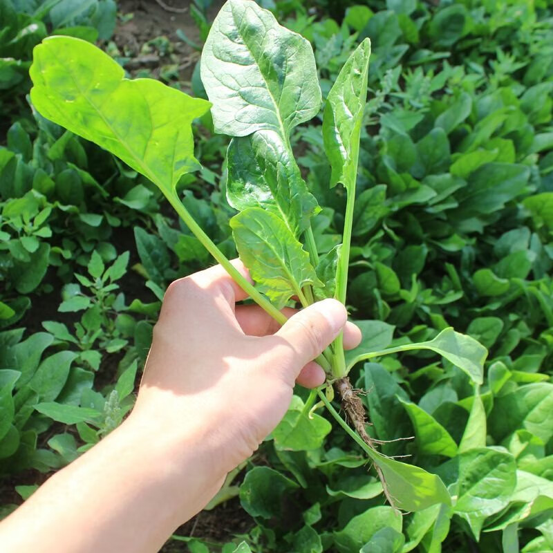 姜南蔬菜种子 土菠菜种子 速生大叶菠菜种孑菜籽庭院四季种植 200粒