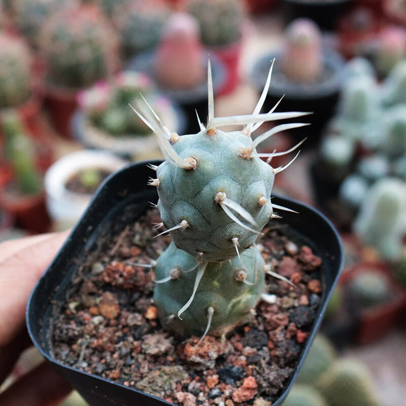 花络阁 武藏野 仙人球 高端纸刺团扇稀有冷门狂刺仙人掌桌面小盆栽