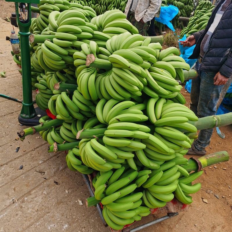 广西高山当季香甜糯长香蕉3斤5斤9斤现摘自然熟芭蕉 九斤长香蕉净重
