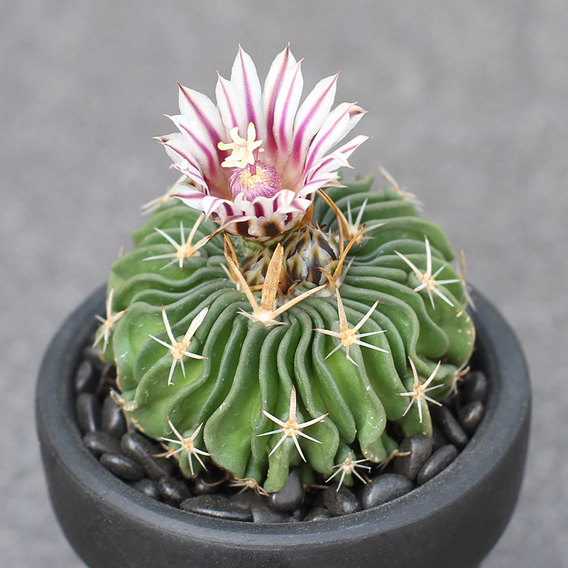 花络阁精选68种仙人球白雪光新世界仙人掌兜刺球多肉植物盆栽奇仙玉