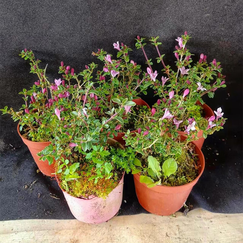 四季开花紫花六月雪树苗盆景老桩提根盆栽苗植物室内悬崖绿植树桩4盆