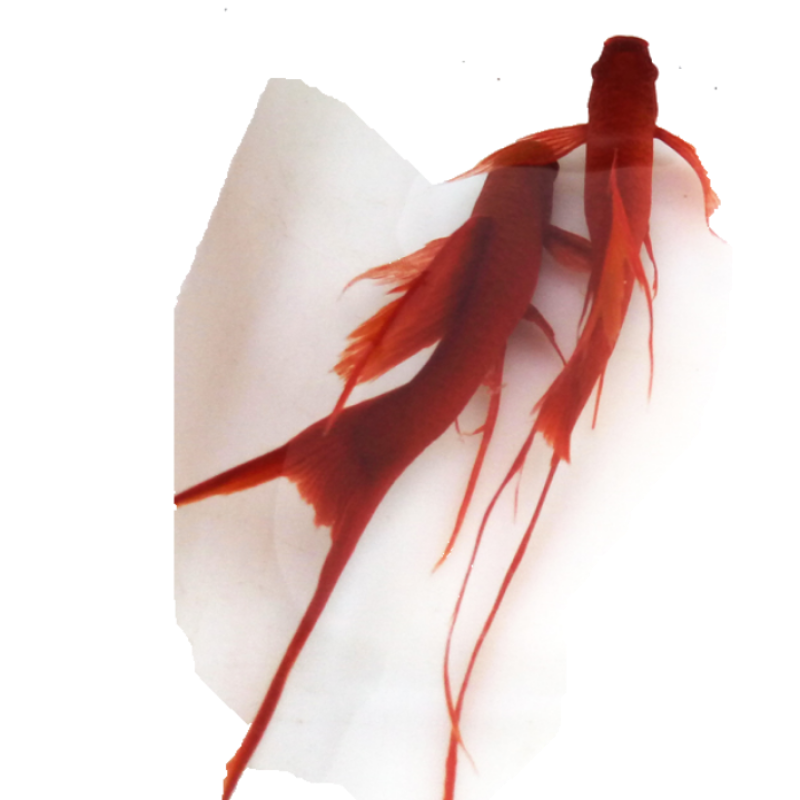 包损活体高帆红剑鱼双燕尾高鳍红箭鱼热带孔雀鱼风水发财鱼观赏鱼活体