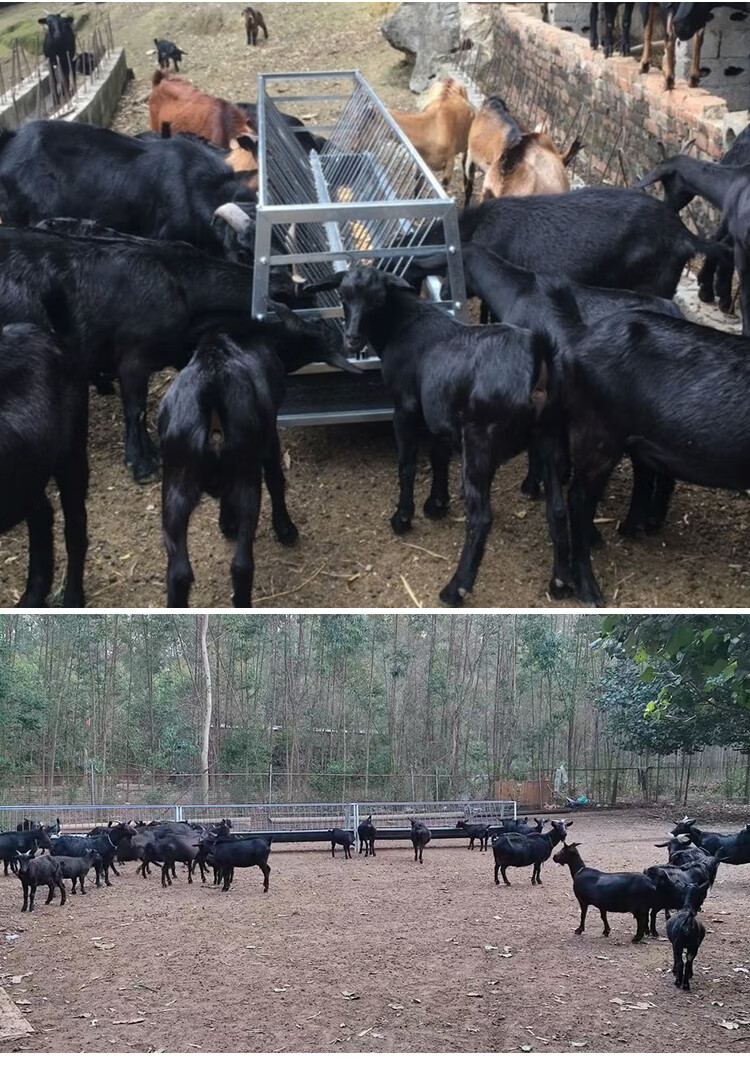 全新升级羊槽羊槽食槽带架子新型羊槽自动采食输带羊用料槽双面喂羊的
