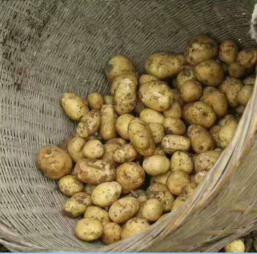 京东生鲜 蔬菜今年新土豆 红皮小土豆 土豆 马铃薯 小洋山芋 蔬菜 约2