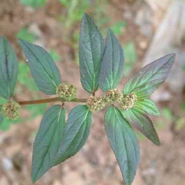 有仁堂 野牲新鲜草药大飞扬草 大乳汁草青热清毒止泻 1000g【图片